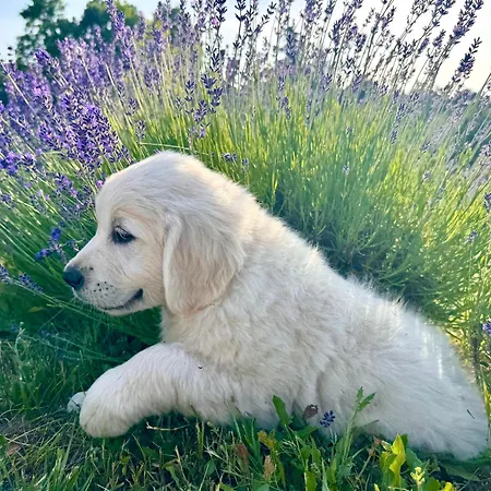 Σπίτι διακοπών Vulcan Eco Retreat