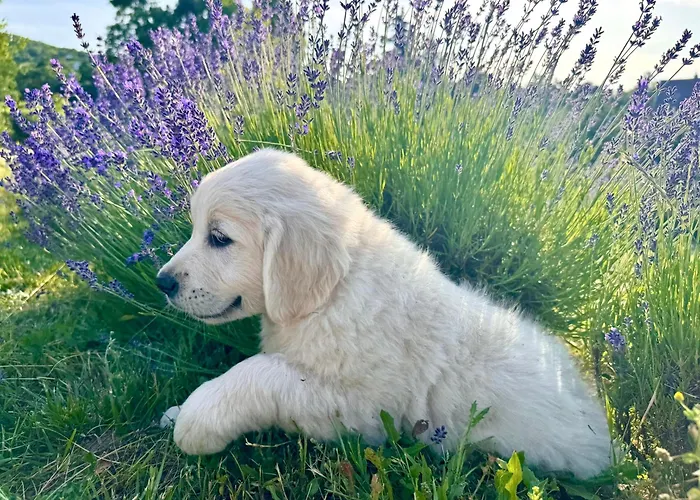 Holiday home Vulcan Eco Retreat